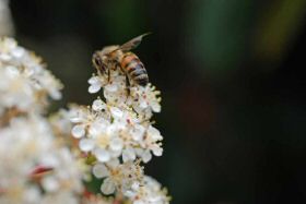 abeille-photinia280422-005.jpg