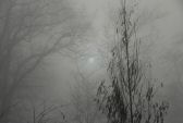 brouillard-016.jpg