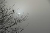 brouillard-017.jpg
