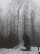 brouillard250119-007.jpg