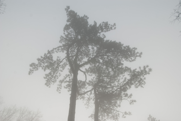 brouillard-013.jpg
