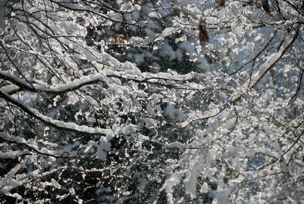 neige200318-031.jpg