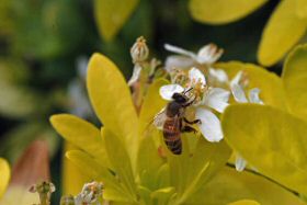 abeille-oranger280422-002.jpg