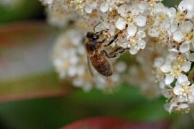 abeille-photinia280422-001.jpg