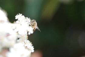 abeille-photinia280422-004.jpg