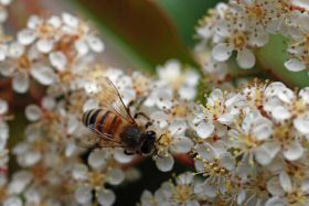 abeille-photinia280422-008.jpg