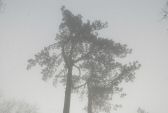 brouillard-013.jpg