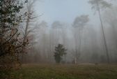 brouillard-023.jpg