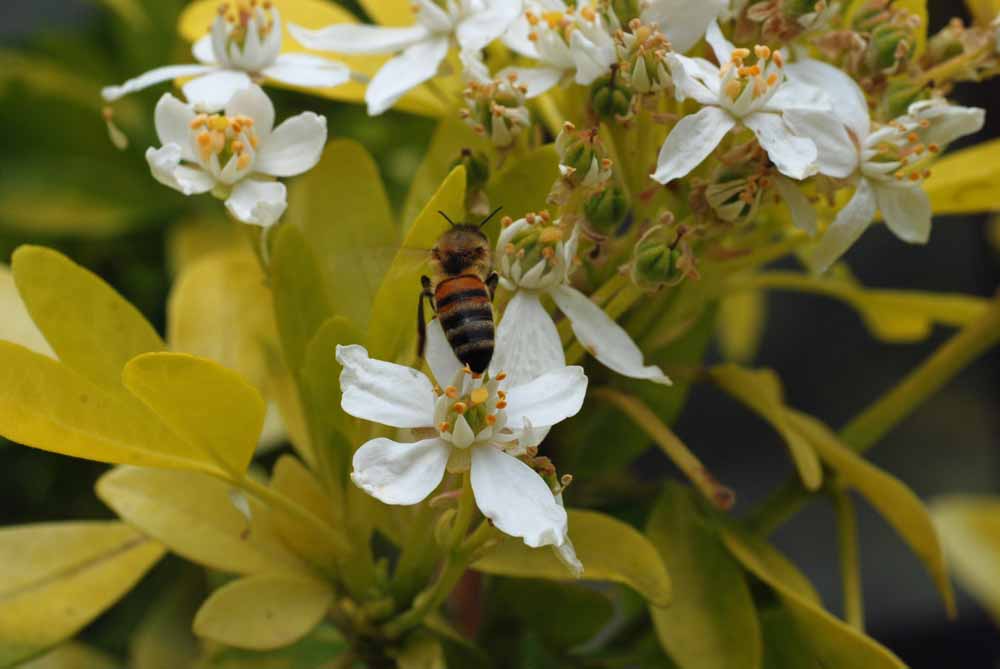 abeille-oranger280422-005.jpg