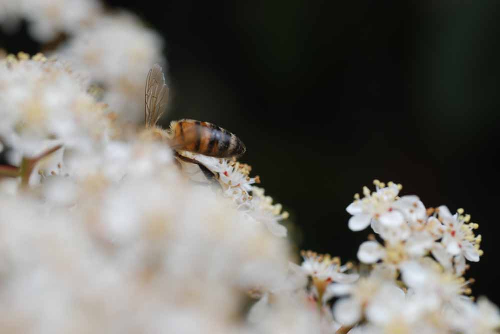 abeille-photinia280422-006.jpg