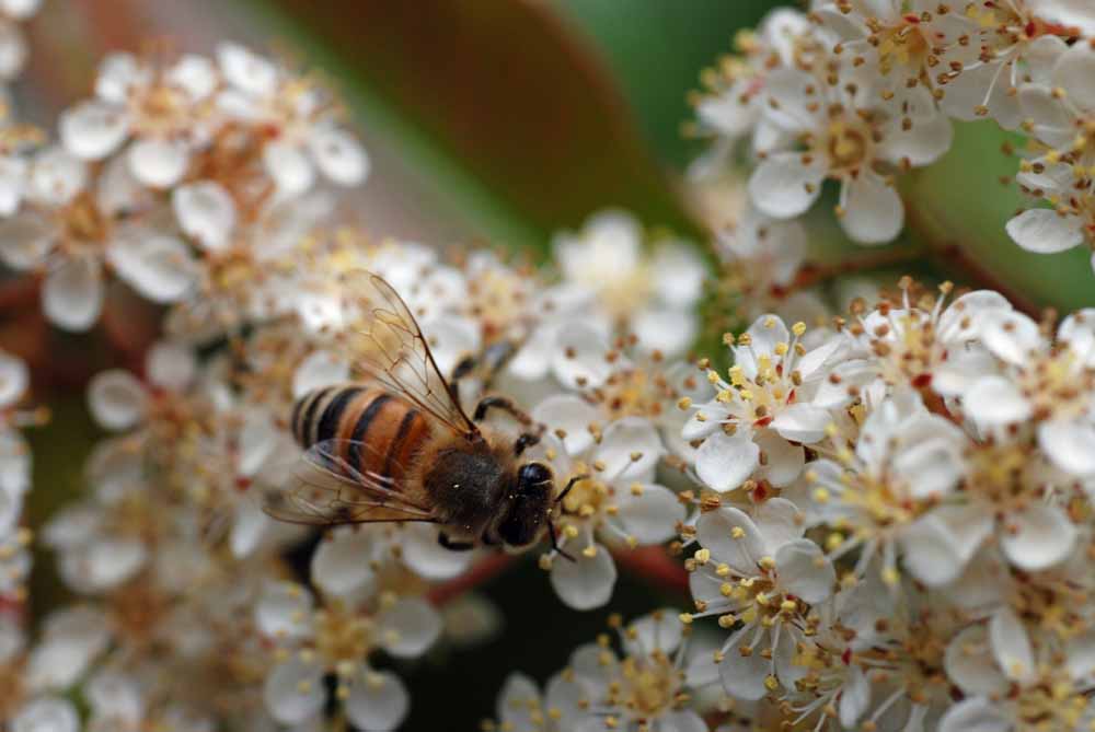 abeille-photinia280422-008.jpg